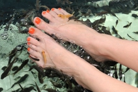 Fish Spa massages in de buurt of omgeving van Erlecom